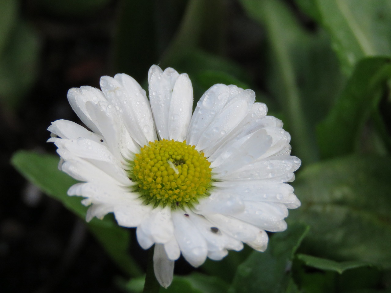 daisy flower closeup free photo