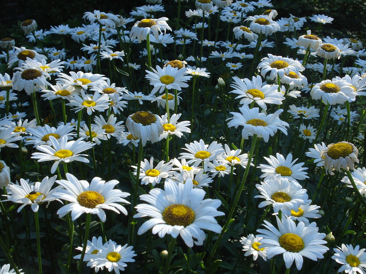 daisy many bloom free photo