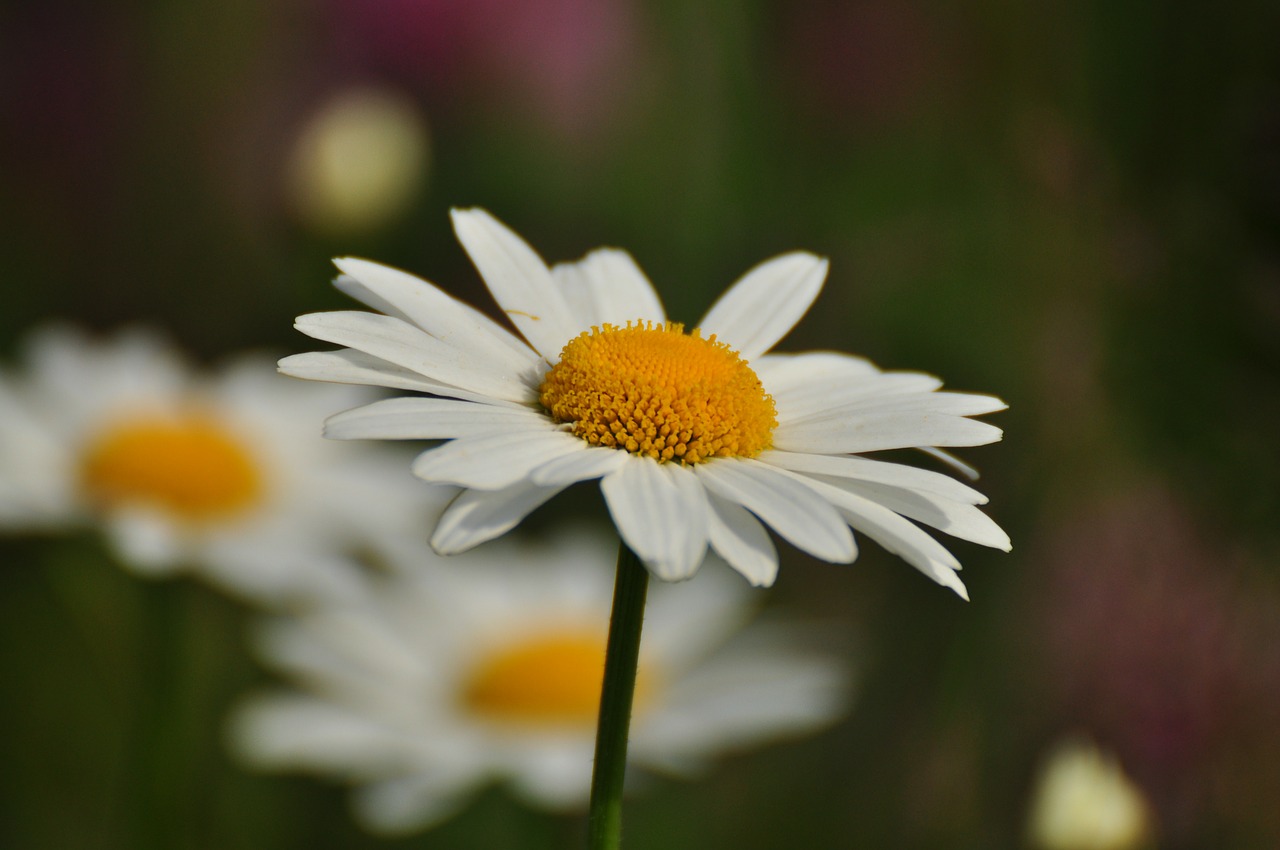 daisy flower free pictures free photo