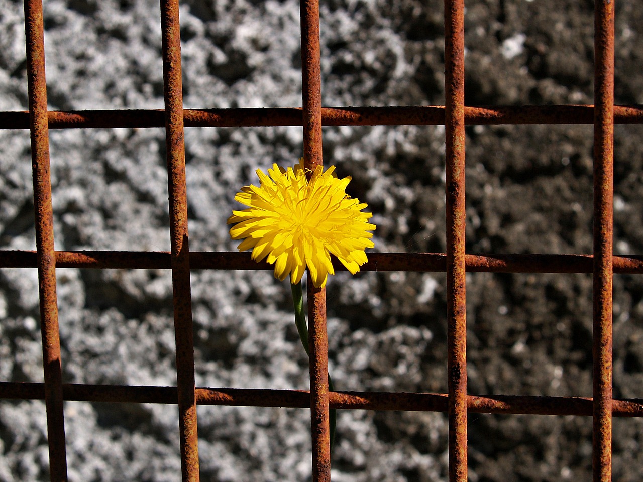daisy yellow rusty metal free photo