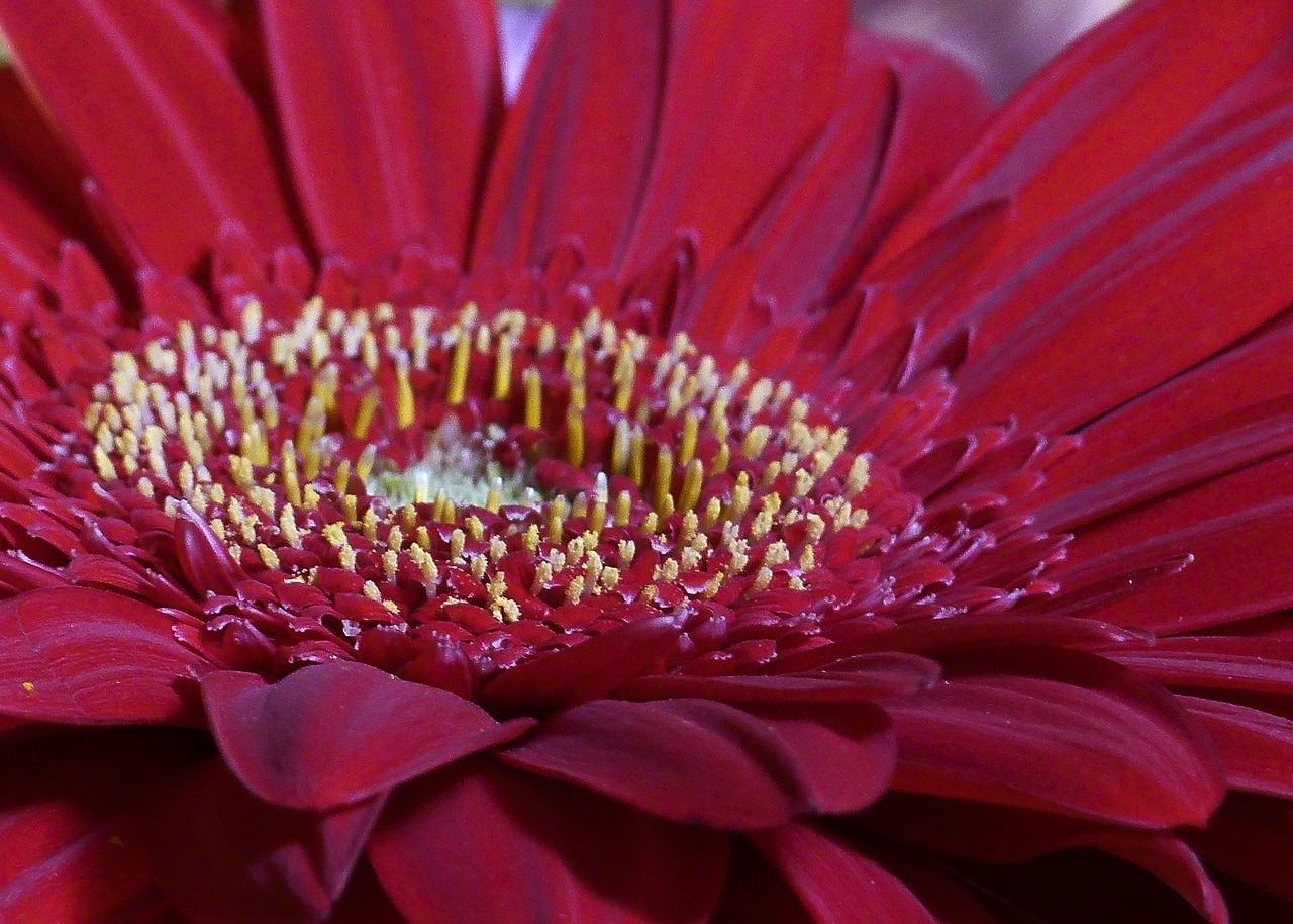 daisy flower nature free photo