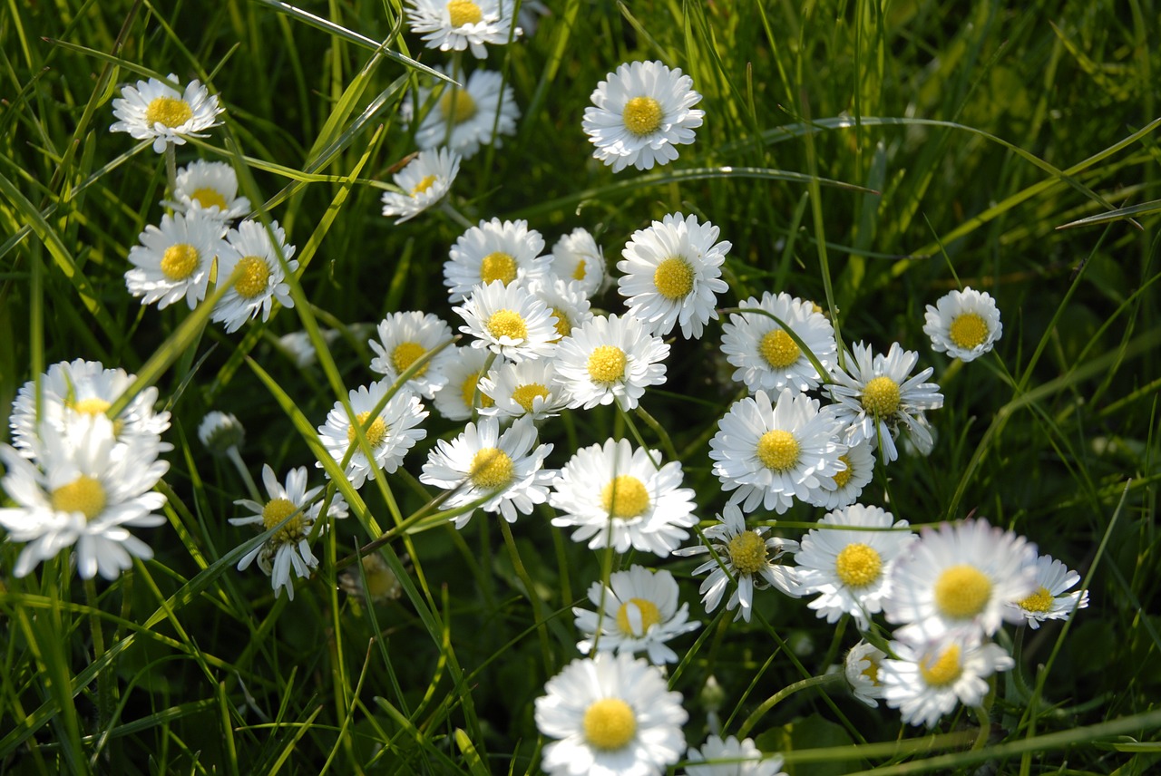 daisy blossom bloom free photo