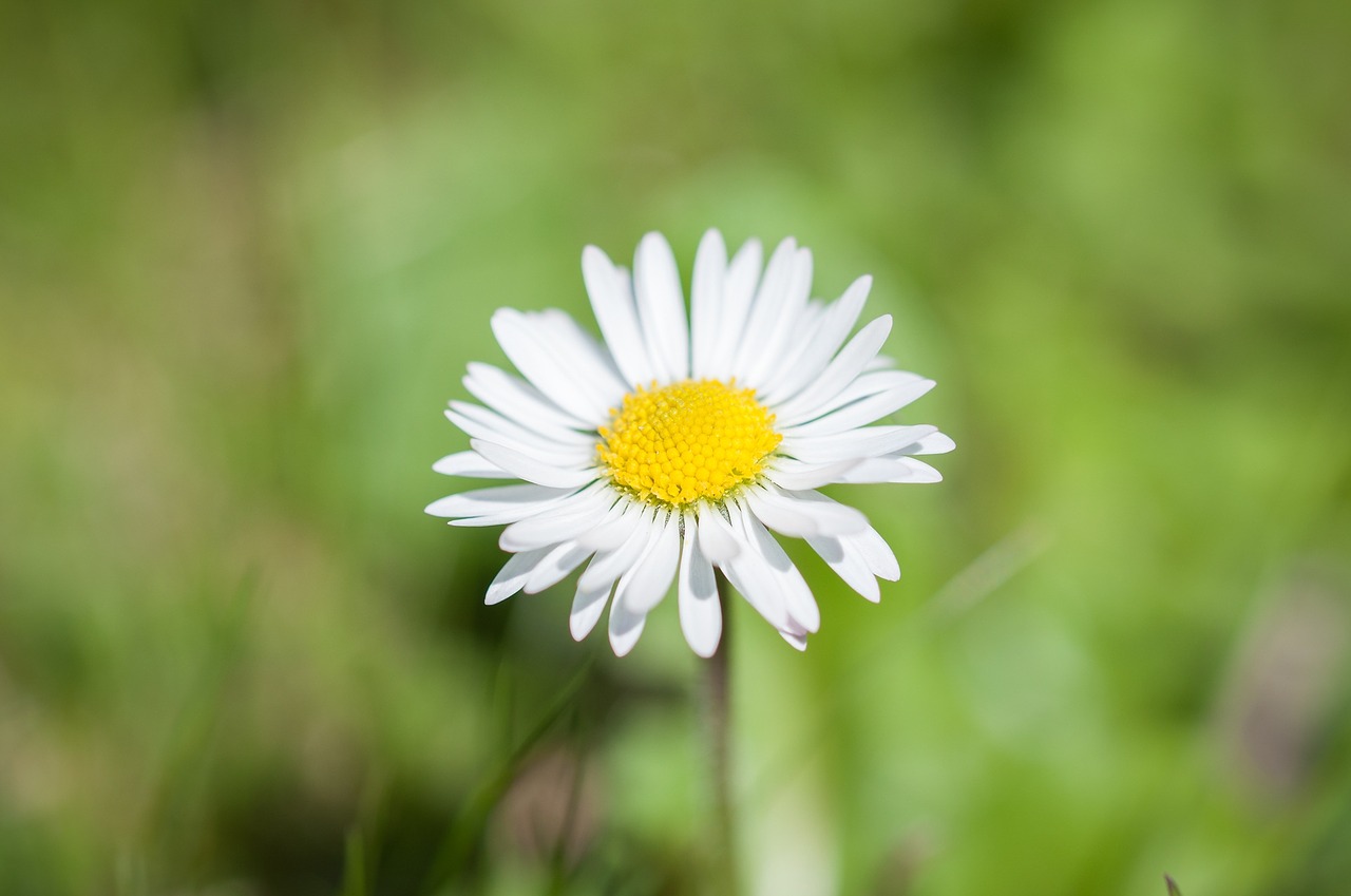 daisy flower pointed flower free photo