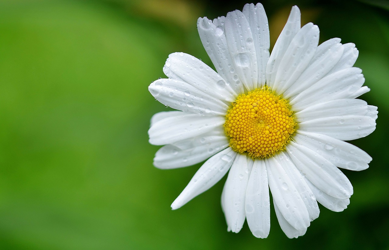 daisy flowers meadow free photo