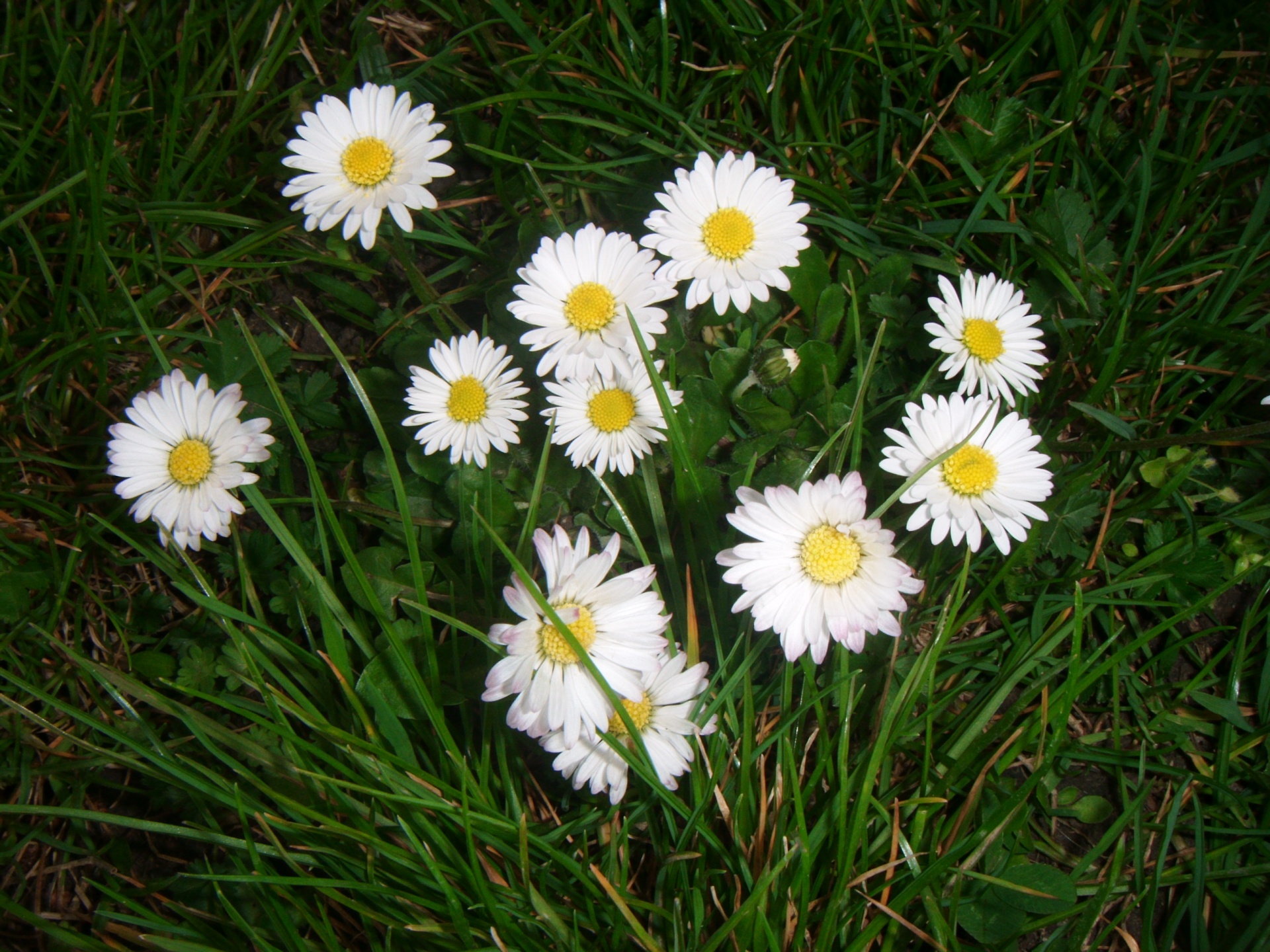 daisy flower bellis perennis free photo