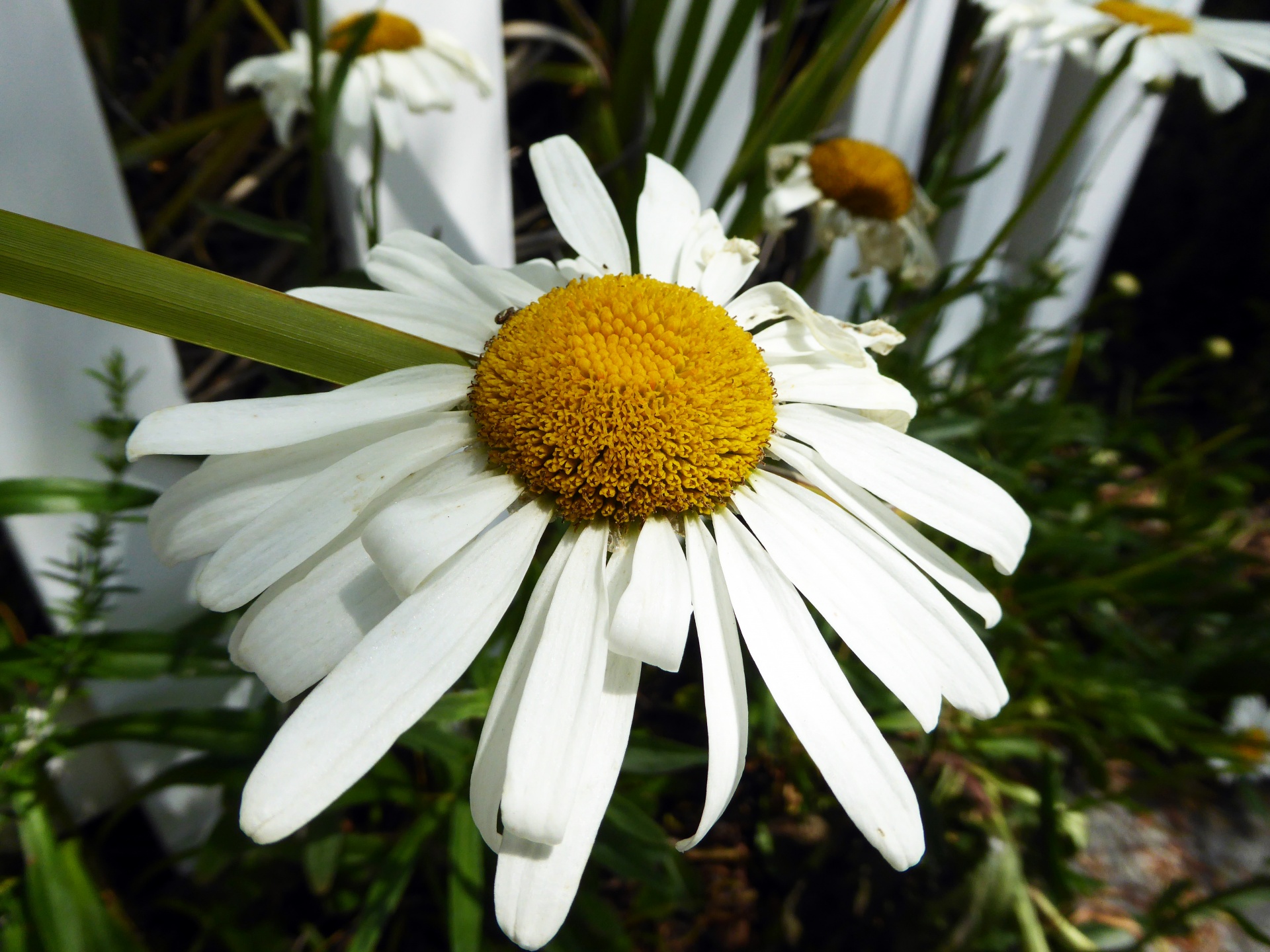 daisy flower bug free photo