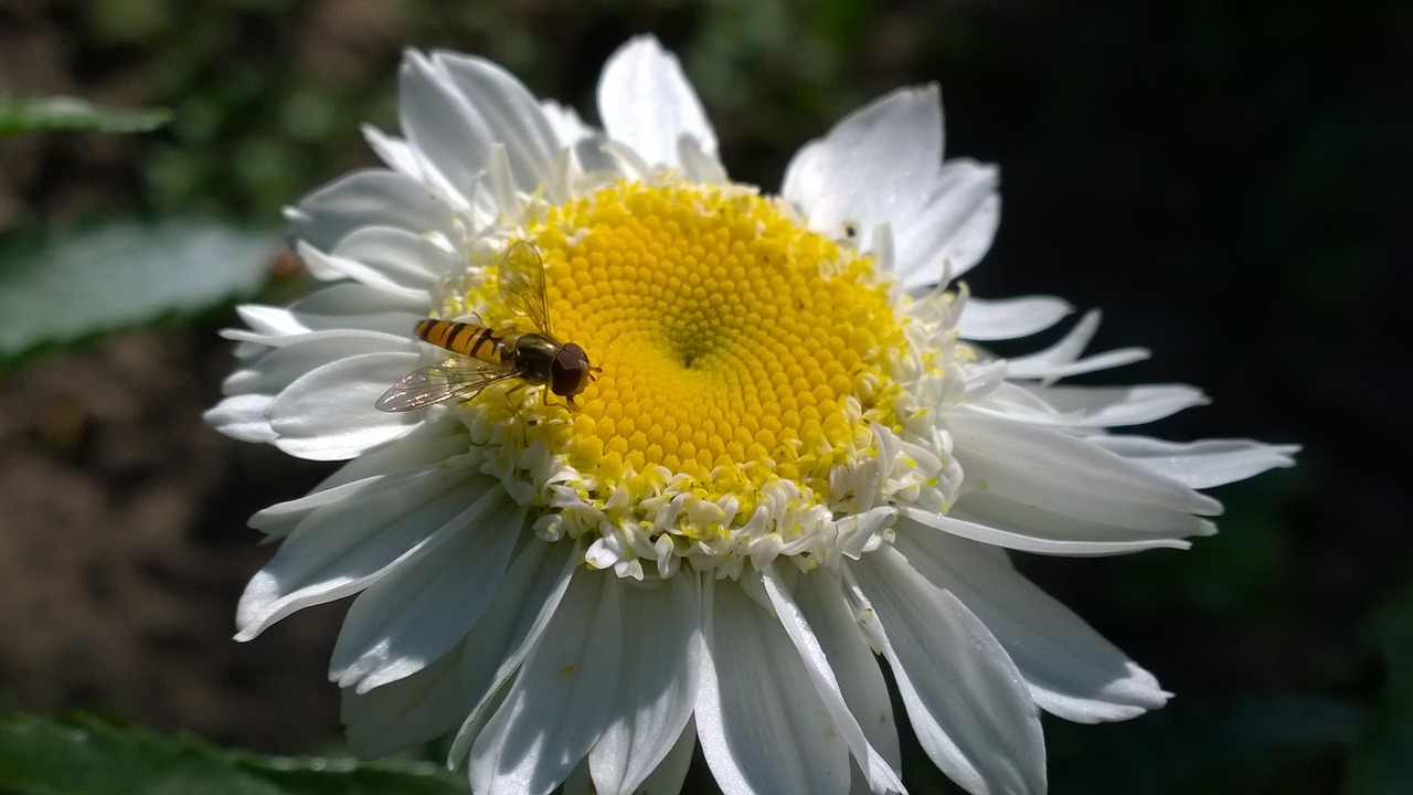 daisy summer insect free photo