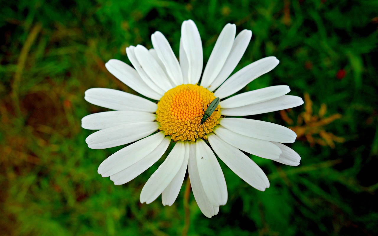 daisy ox eye daisy flower free photo