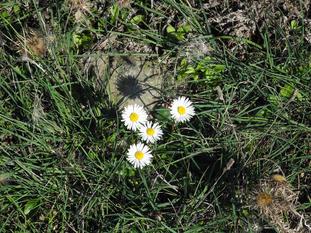 daisy grass wild flower free photo