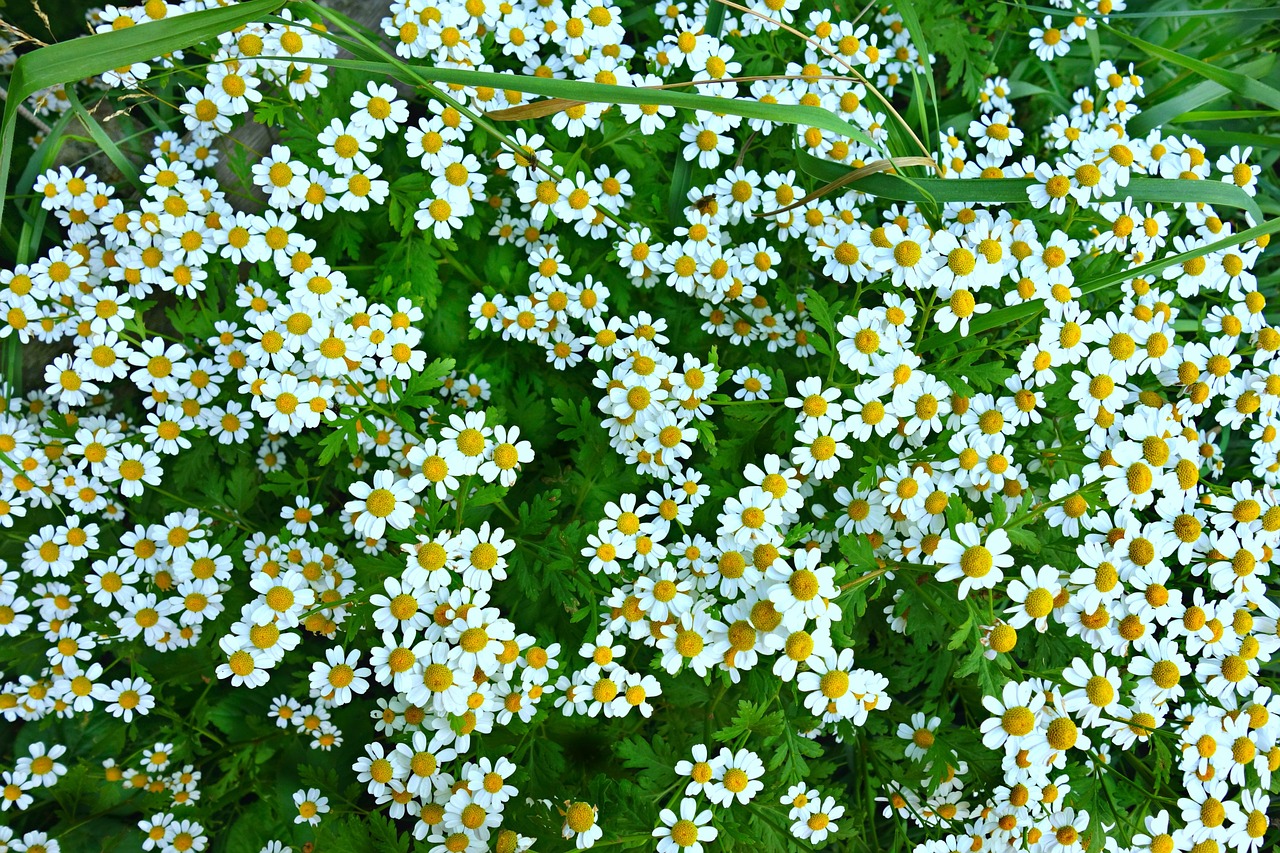 daisy ox eye daisy flower free photo
