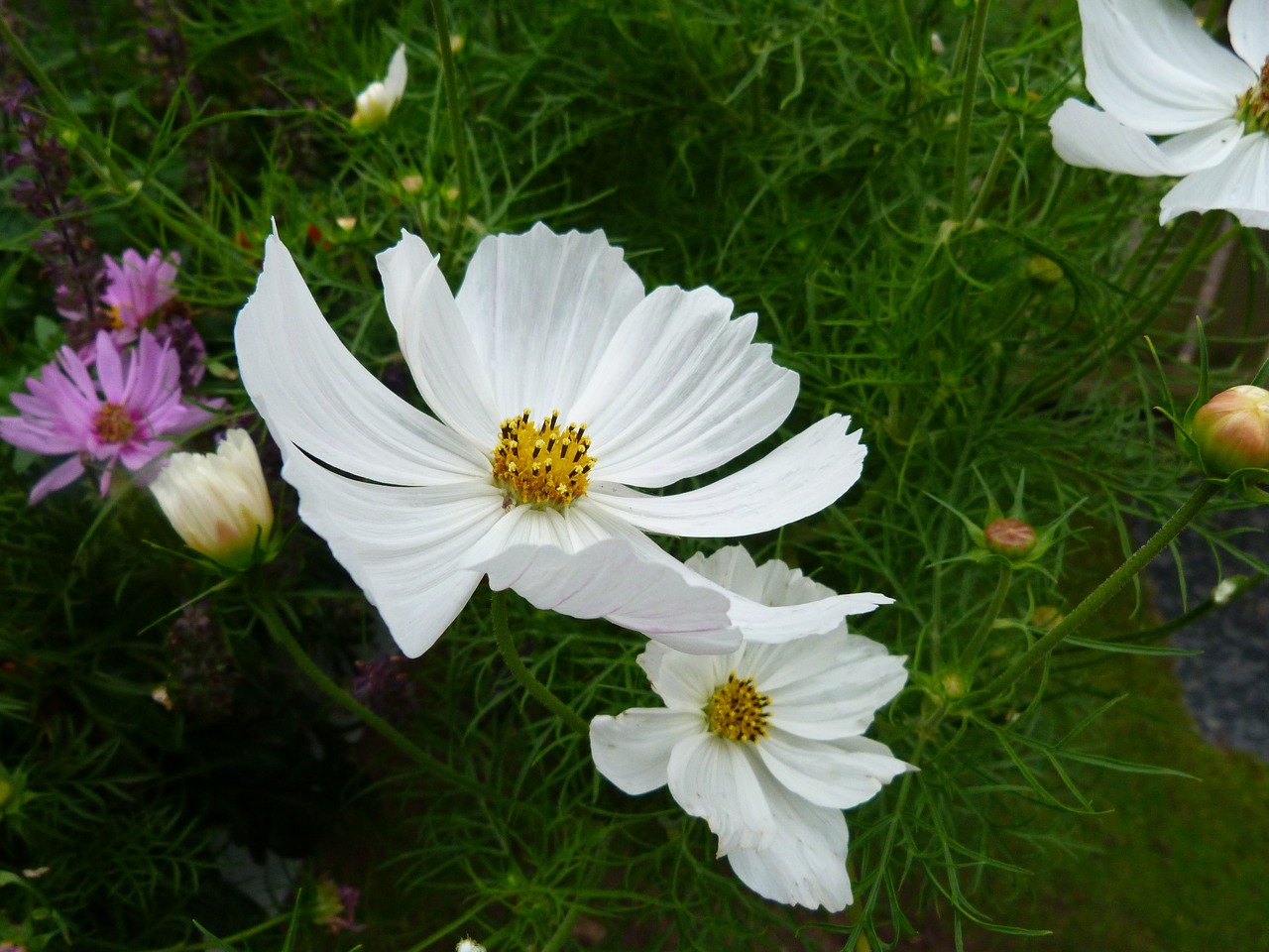 daisy flower bloom free photo