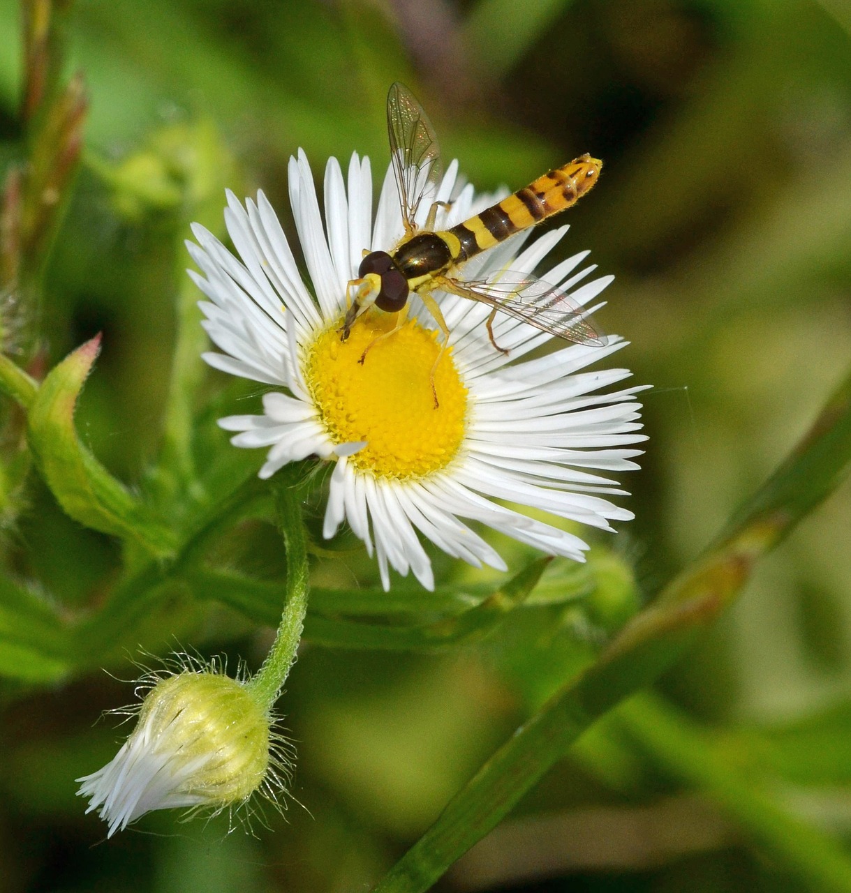 daisy ordinary long belly campestris hoverfly free photo