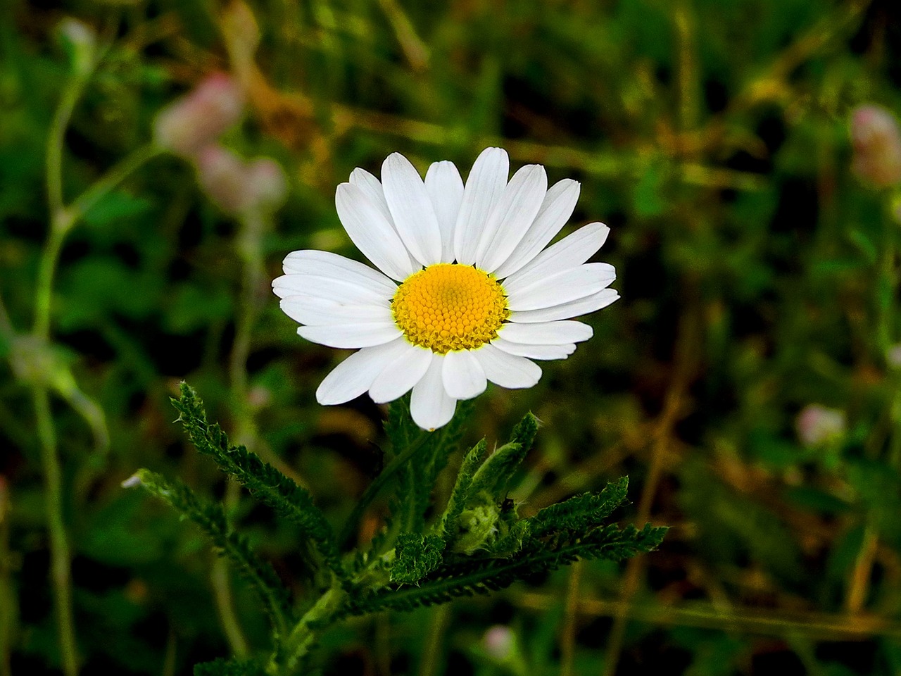 daisy meadow flower free photo