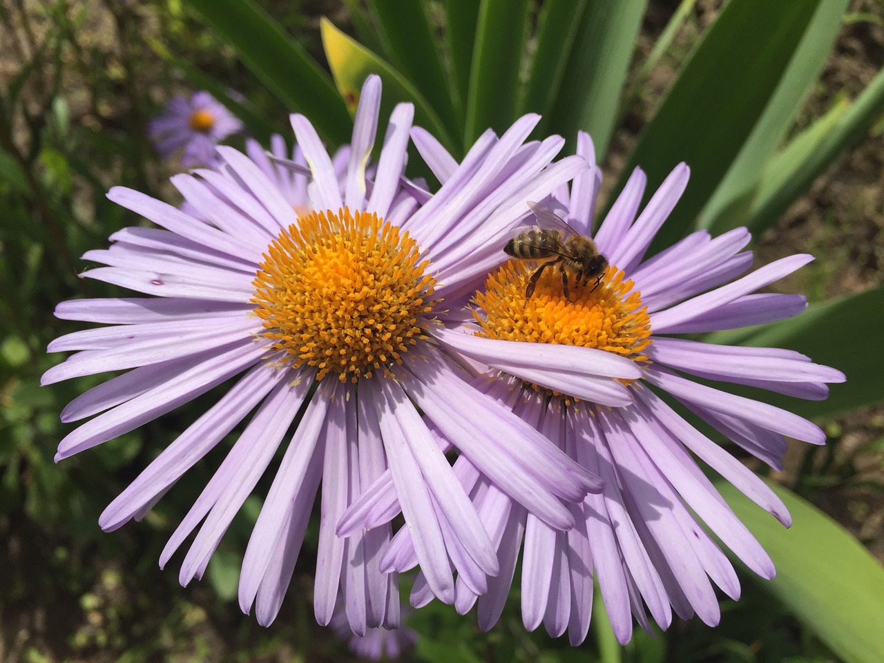 daisy summer flower free photo