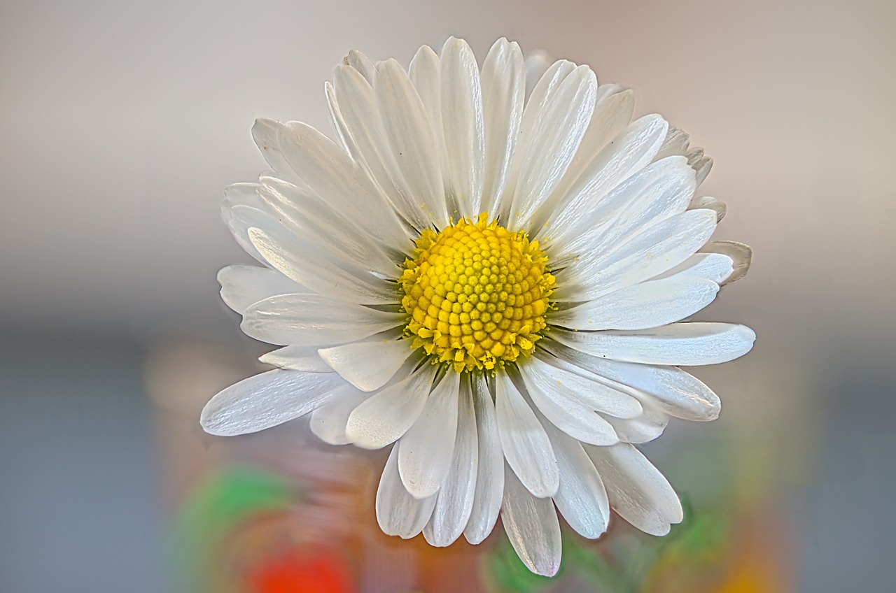 daisy flower spring free photo