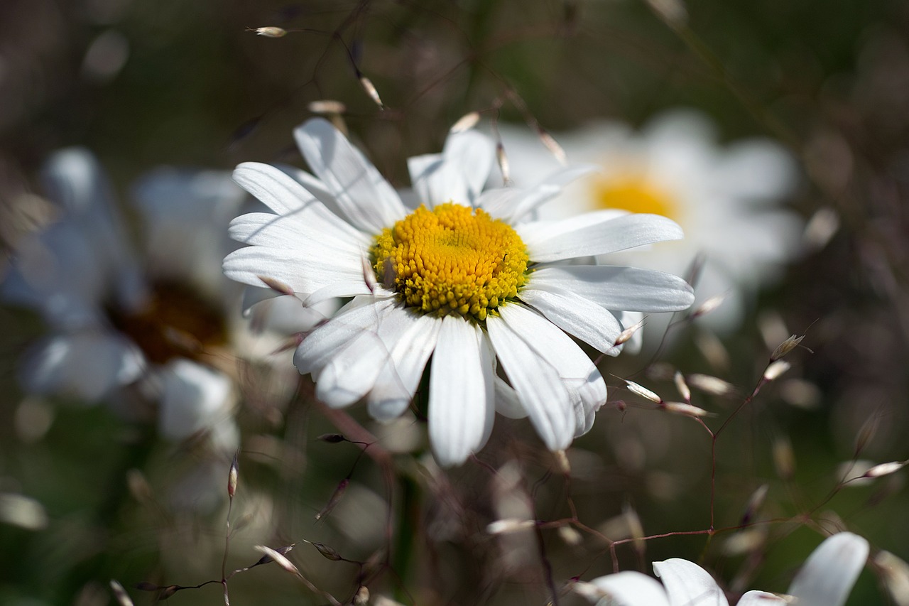 daisy flower nature free photo