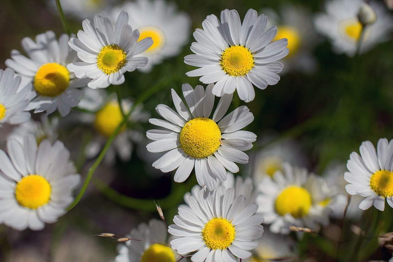 daisy flower nature free photo