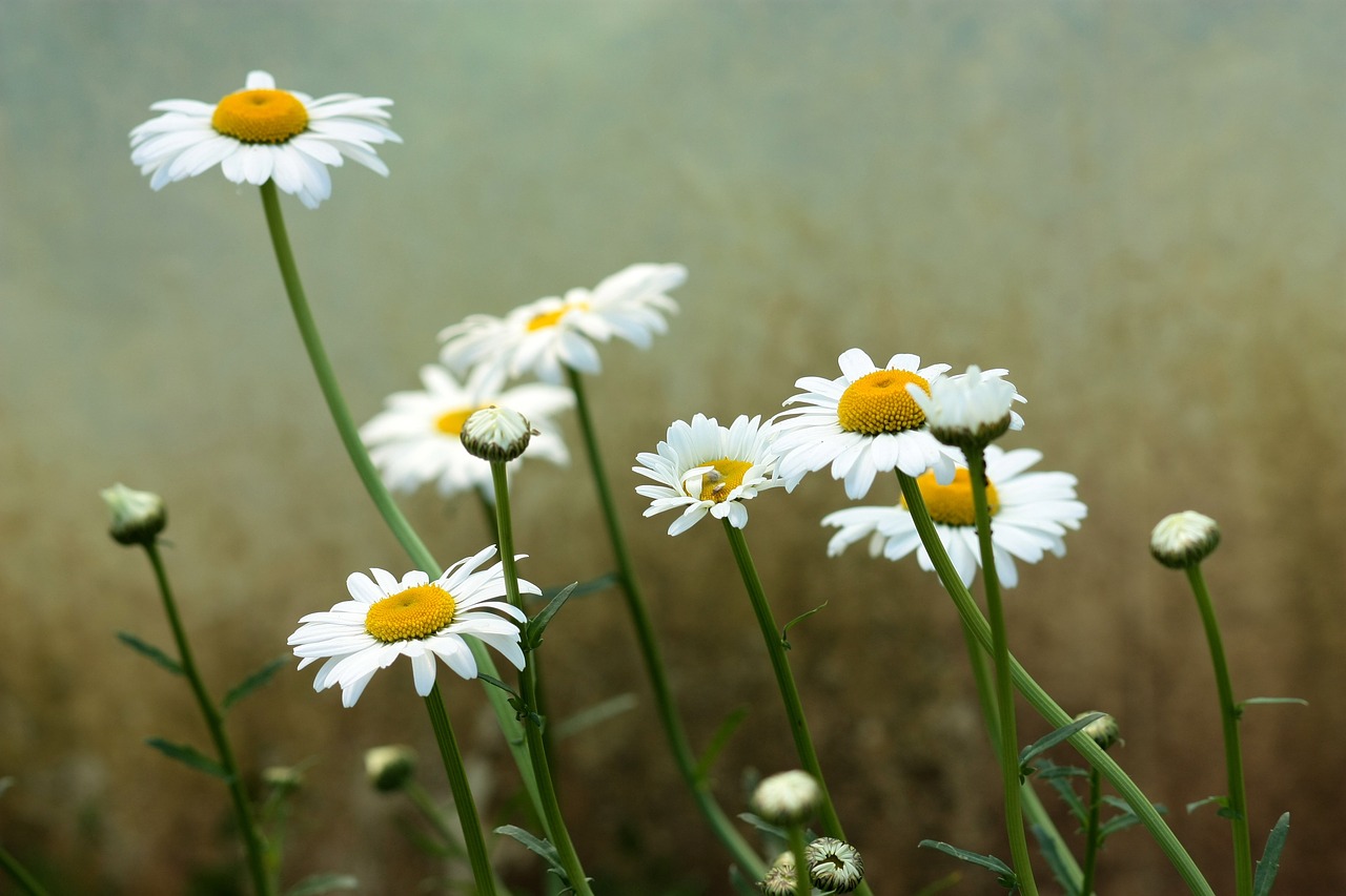 daisy flower white free photo