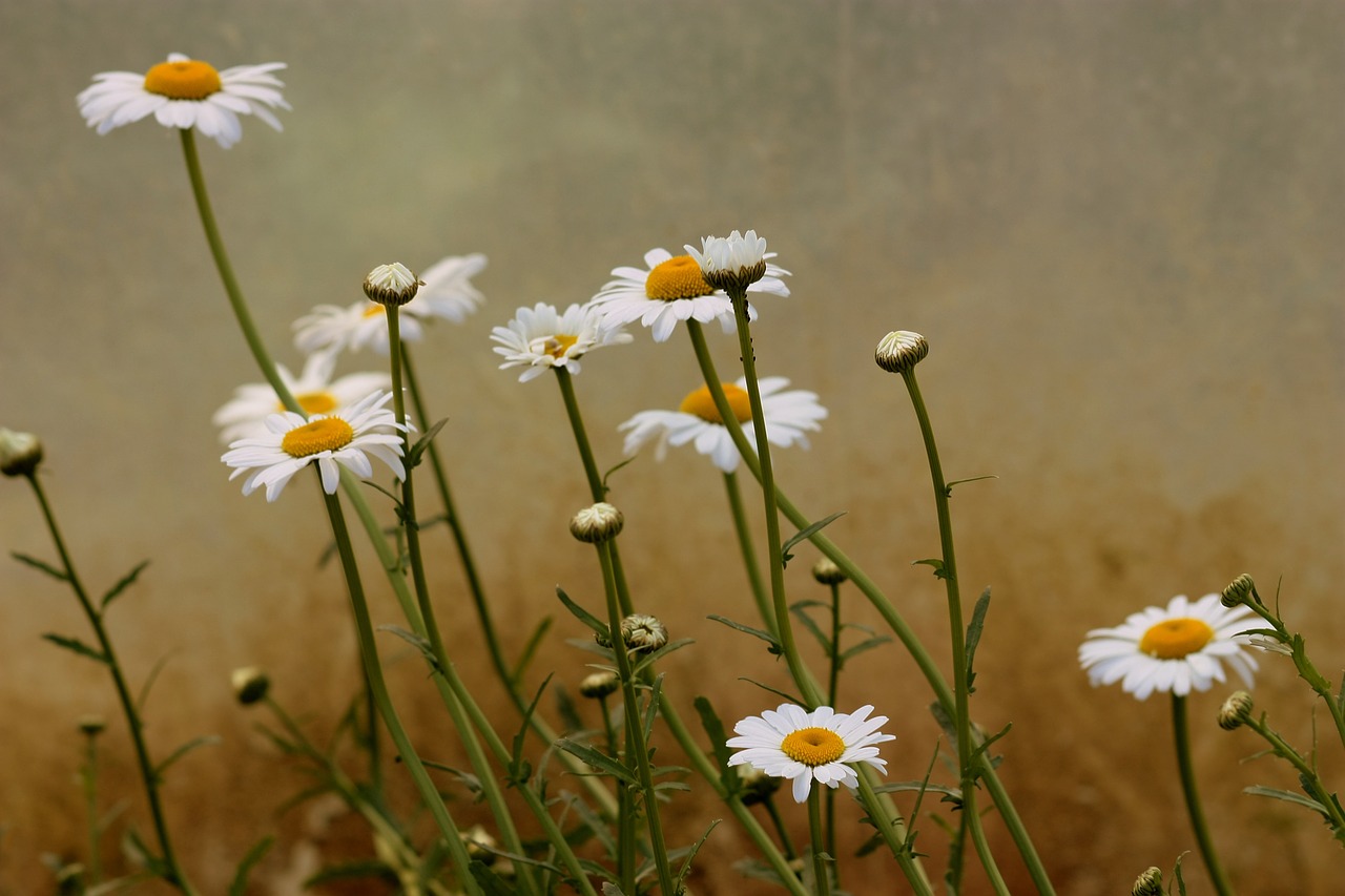 daisy flower white free photo