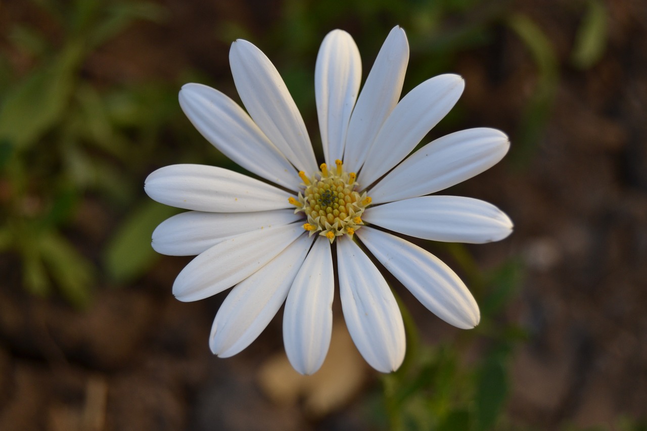 african daisy flowers margaret wild free photo