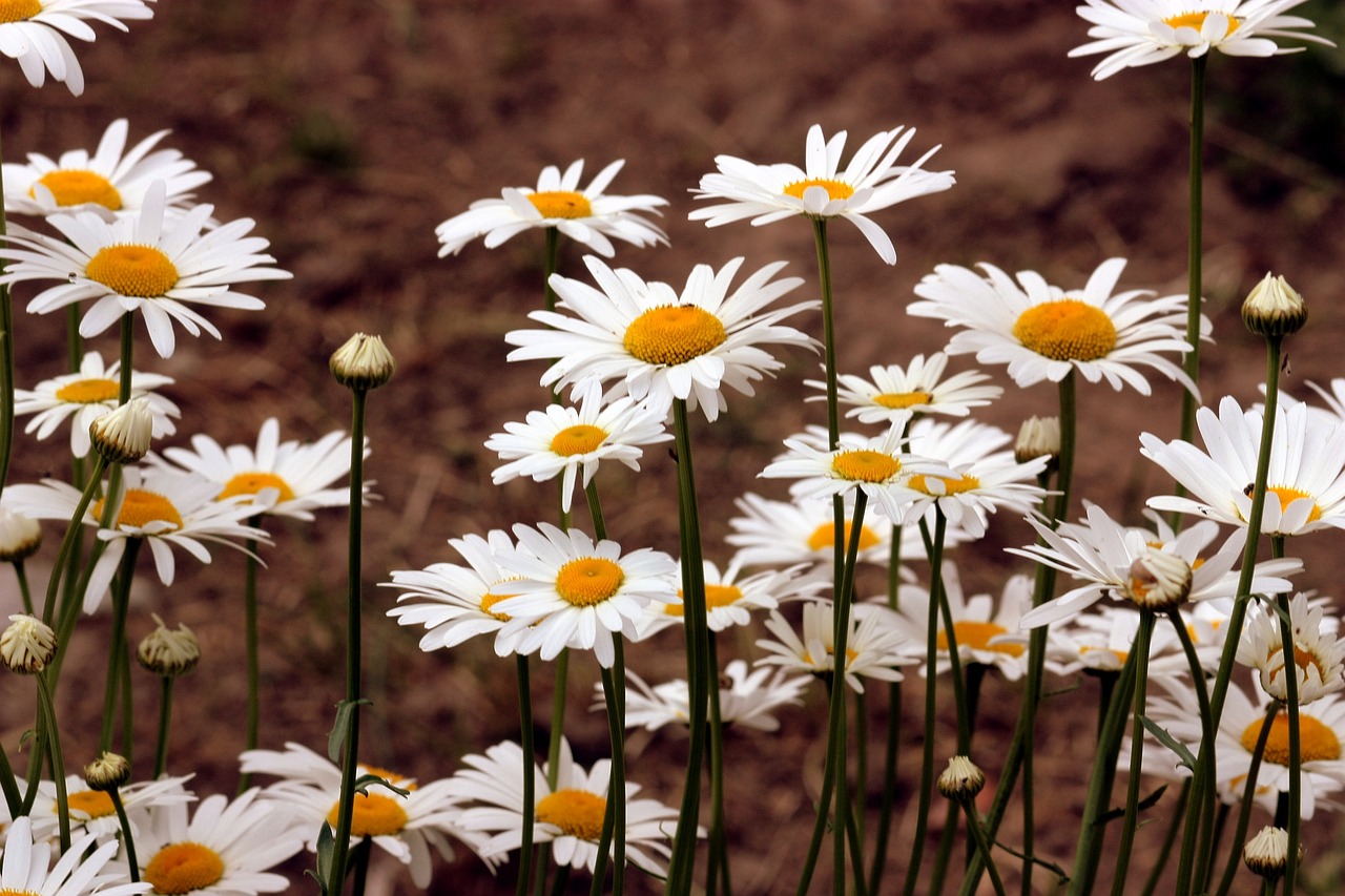 daisy flower white free photo