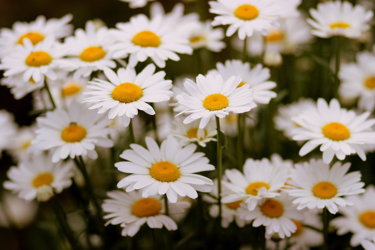 daisy flower white free photo