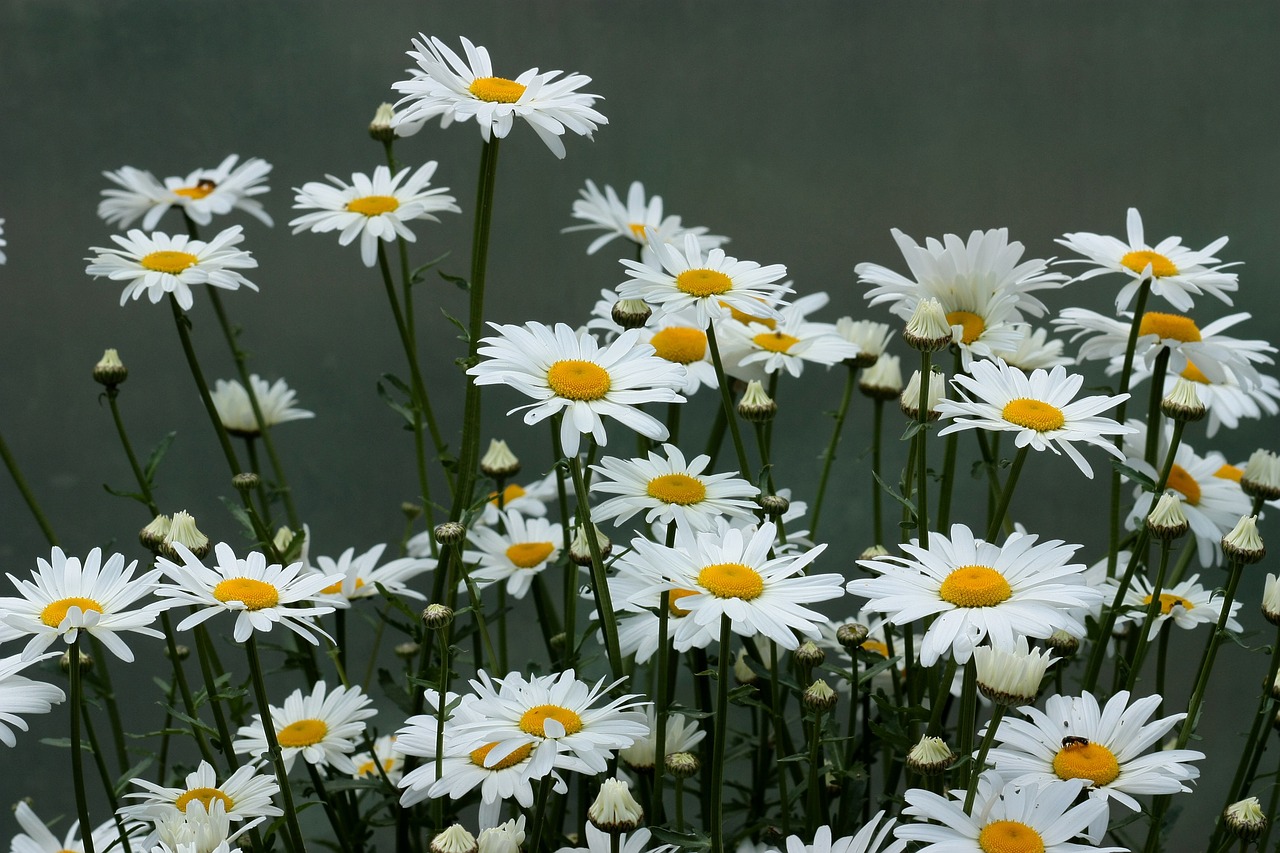 daisy flower white free photo