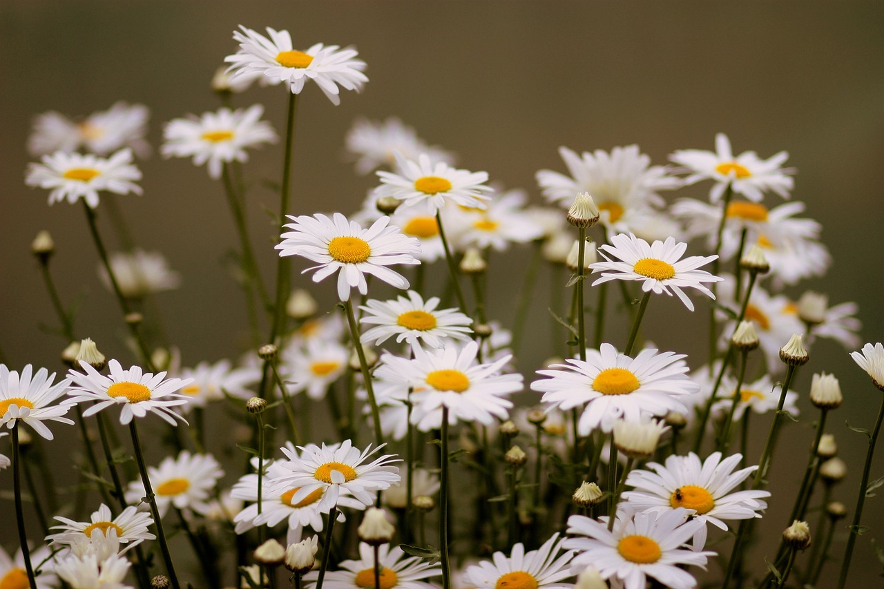 daisy flower white free photo