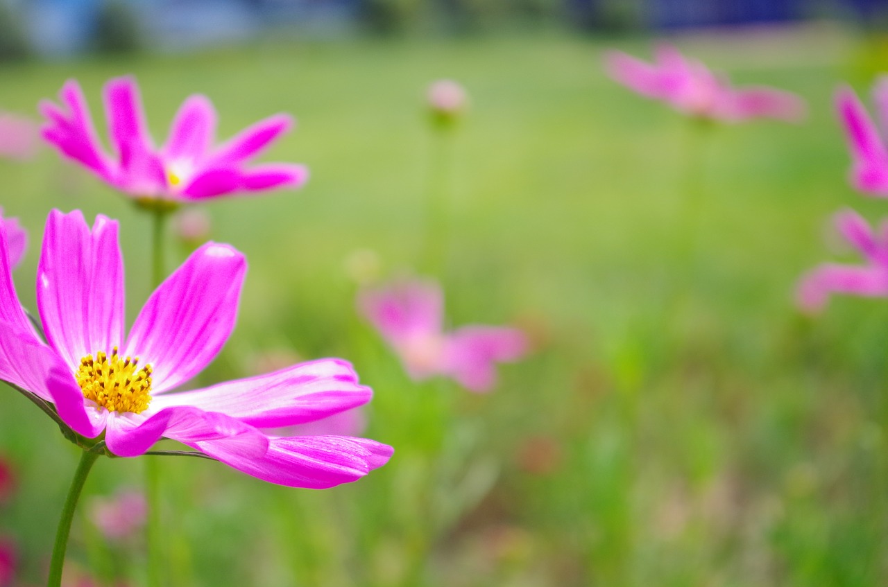 daisy purple flowers universe plant free photo