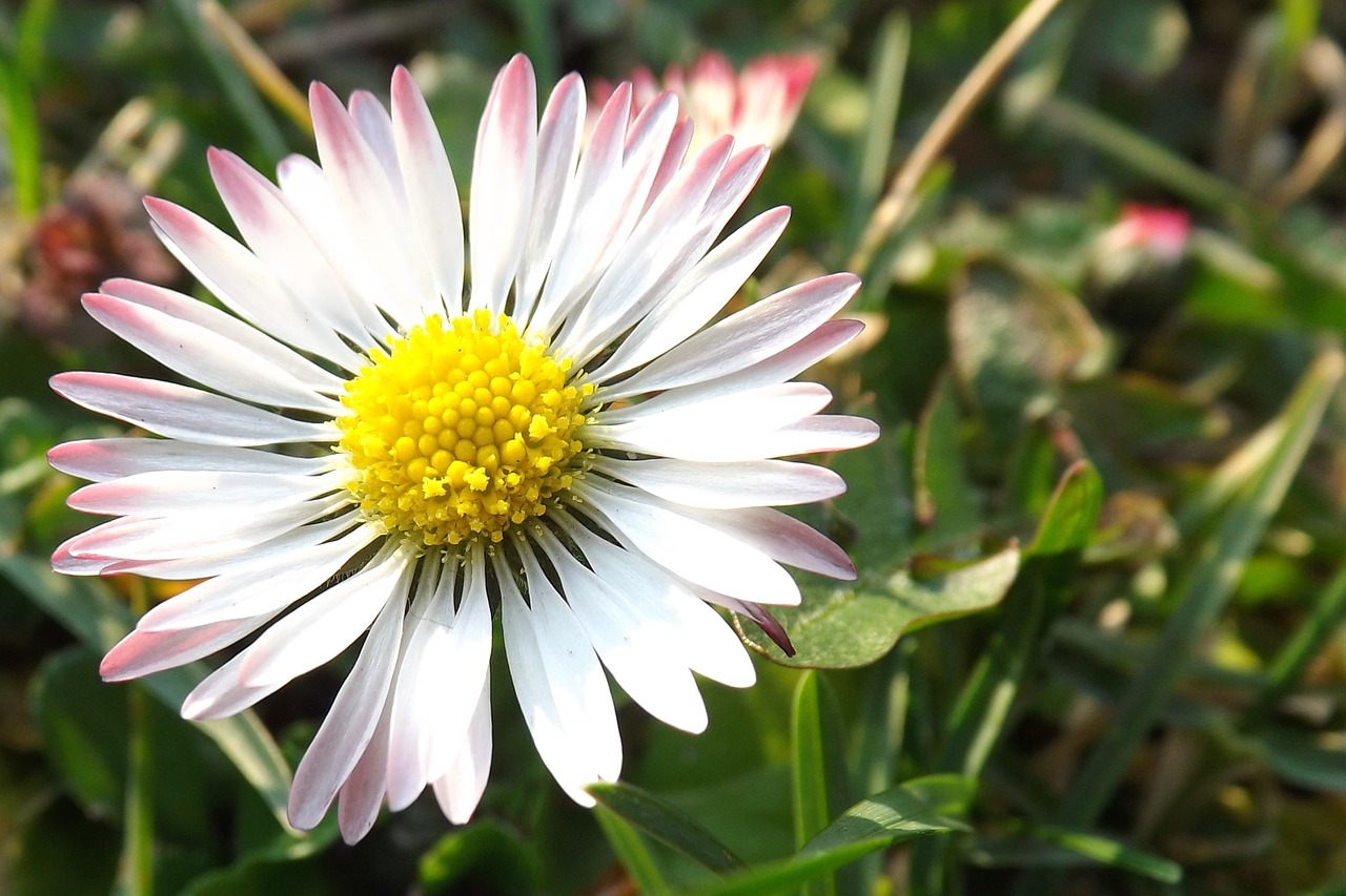 daisy meadow nature free photo