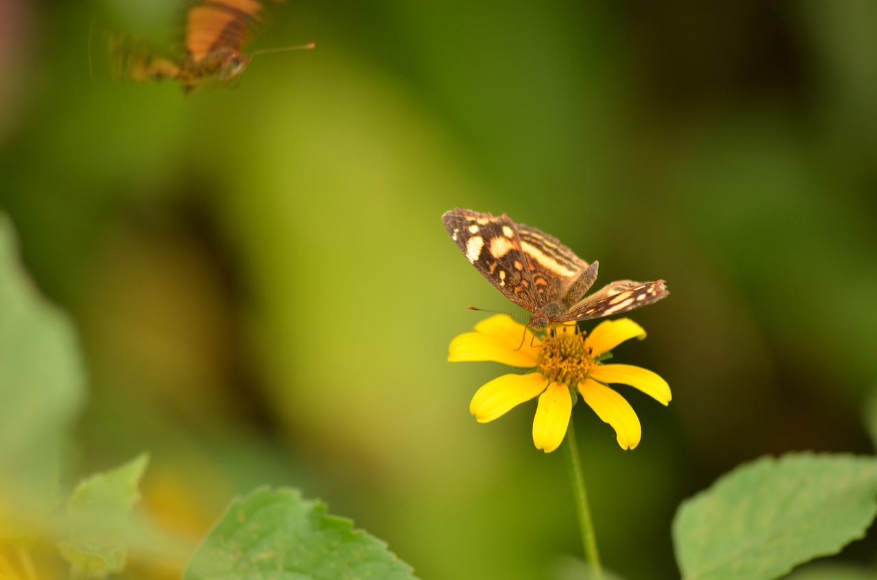 daisy butterfly lepidopteran free photo