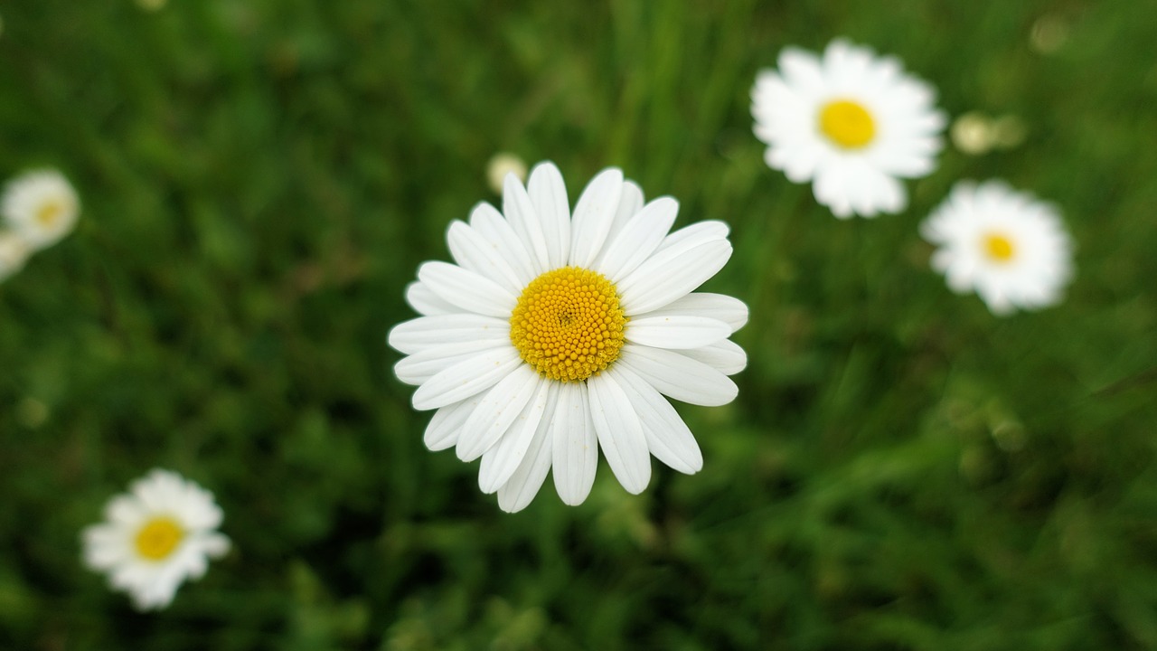 daisy close meadow free photo