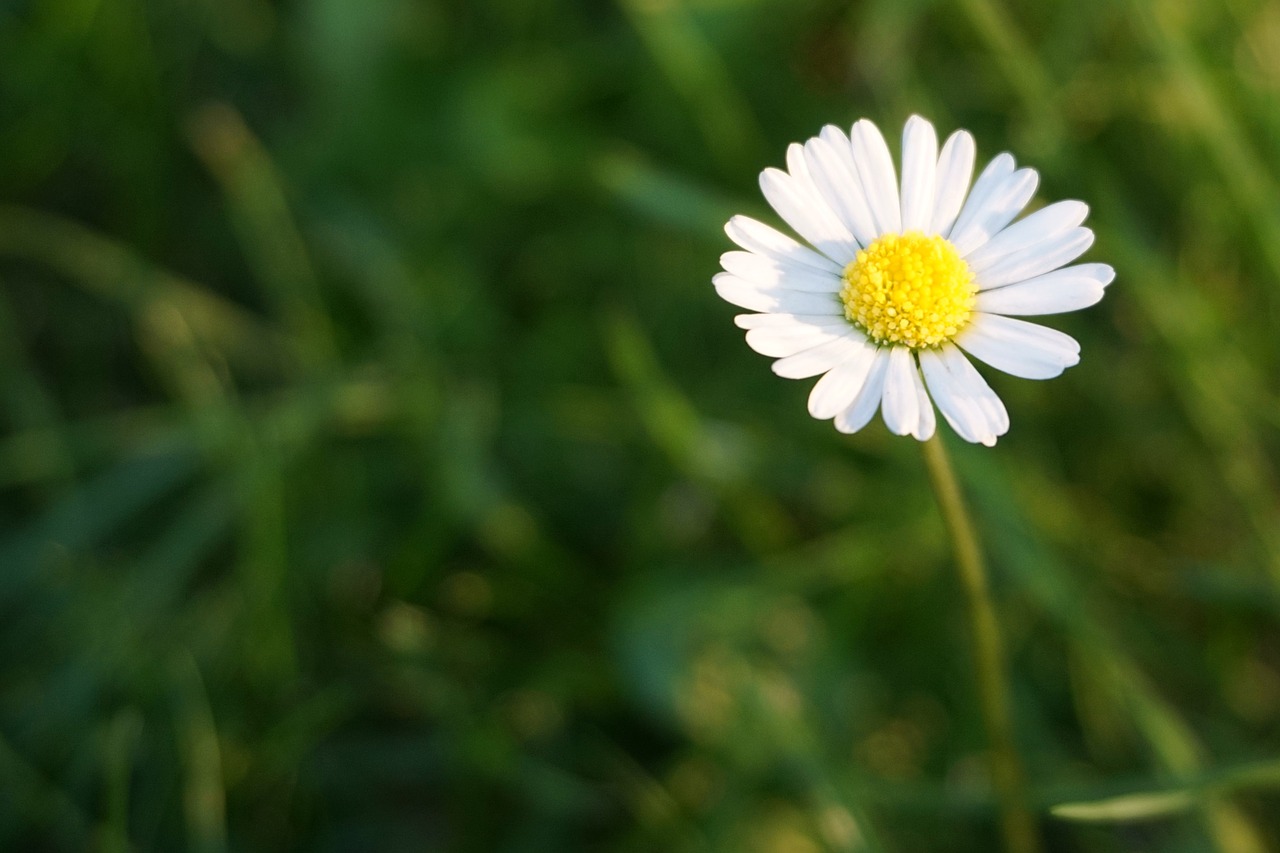 daisy white blossom free photo