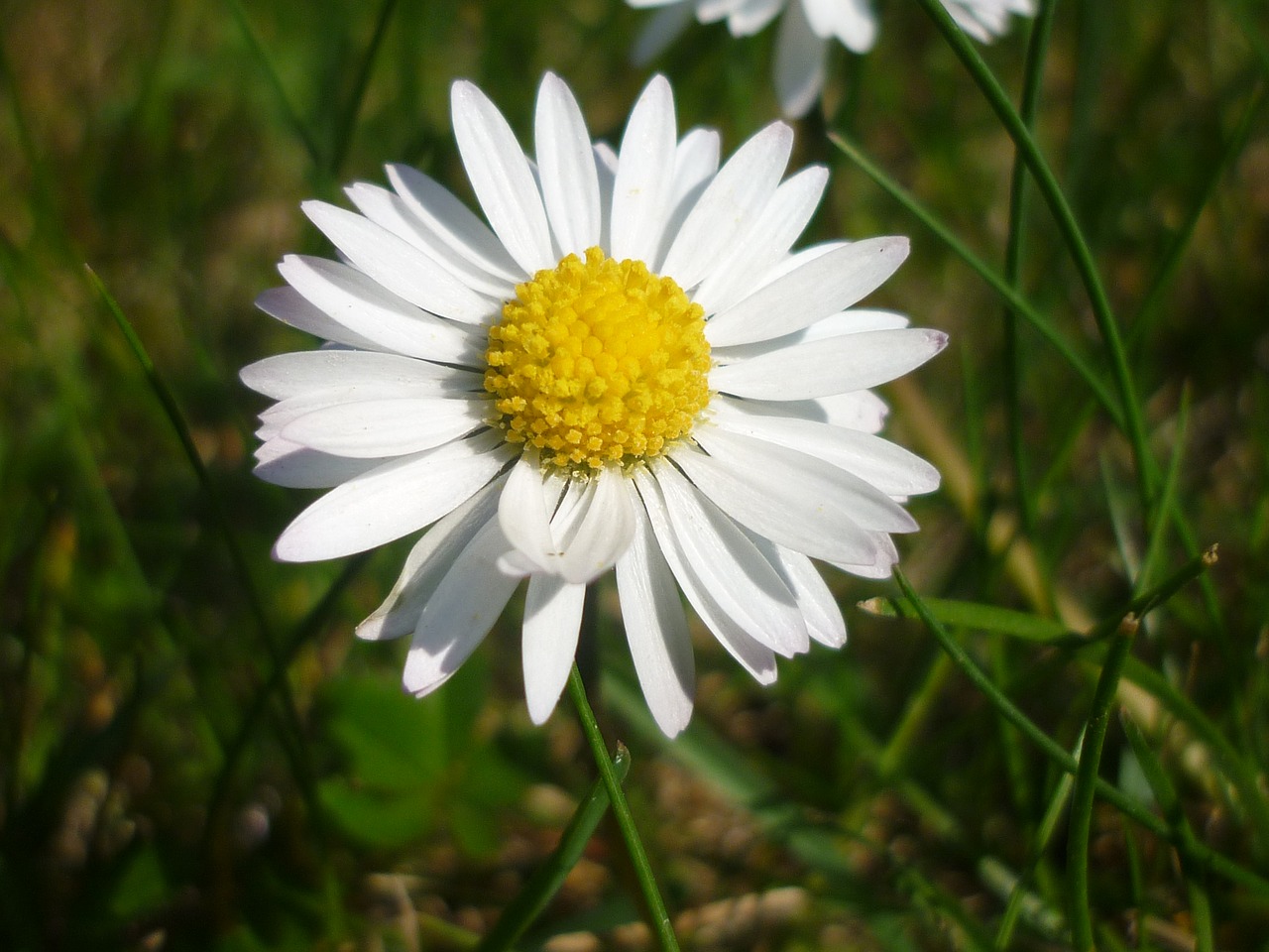 daisy flower white free photo