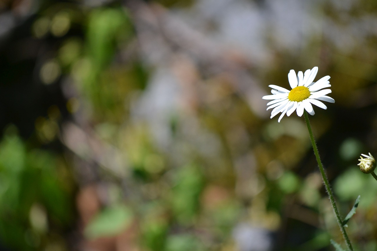 daisy flower wild free photo