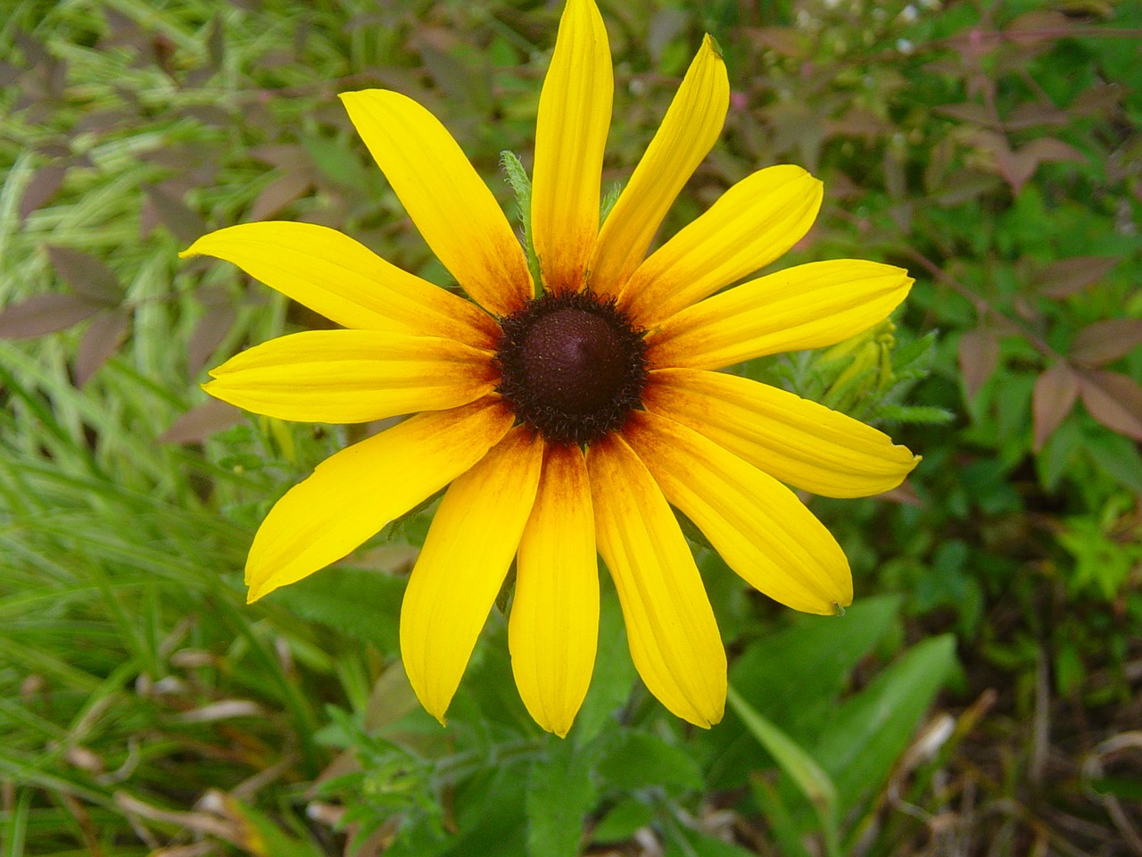 daisy yellow asteraceae free photo