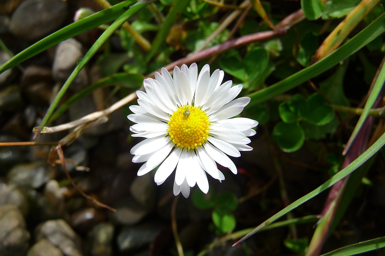 daisy bug ireland free photo