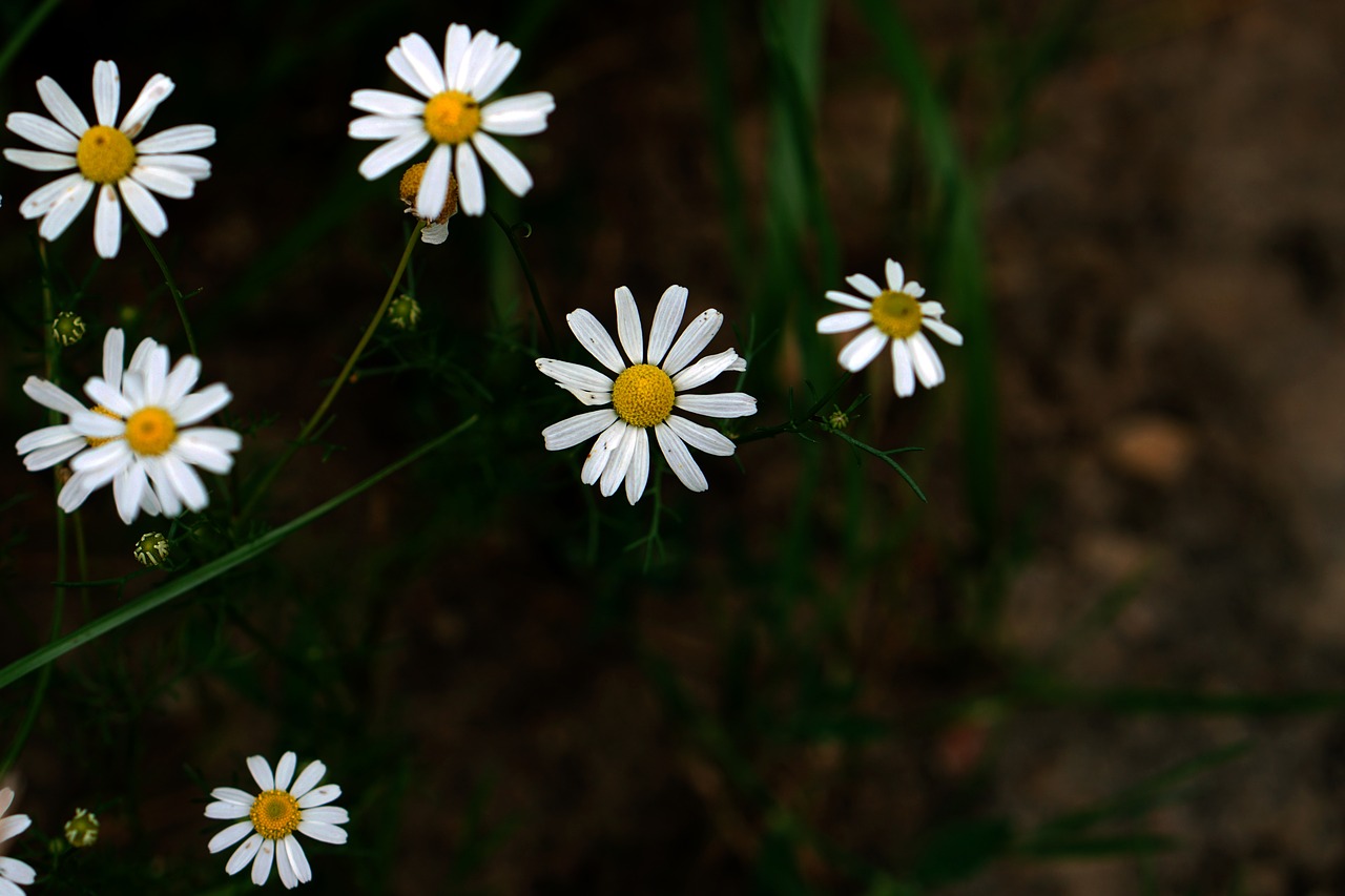 daisy white grass free photo