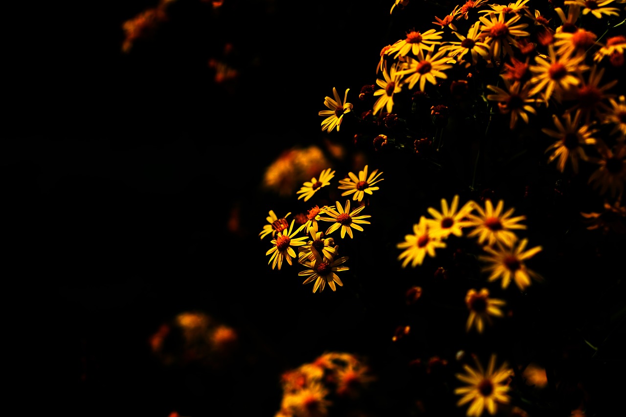 daisy yellow earth free photo