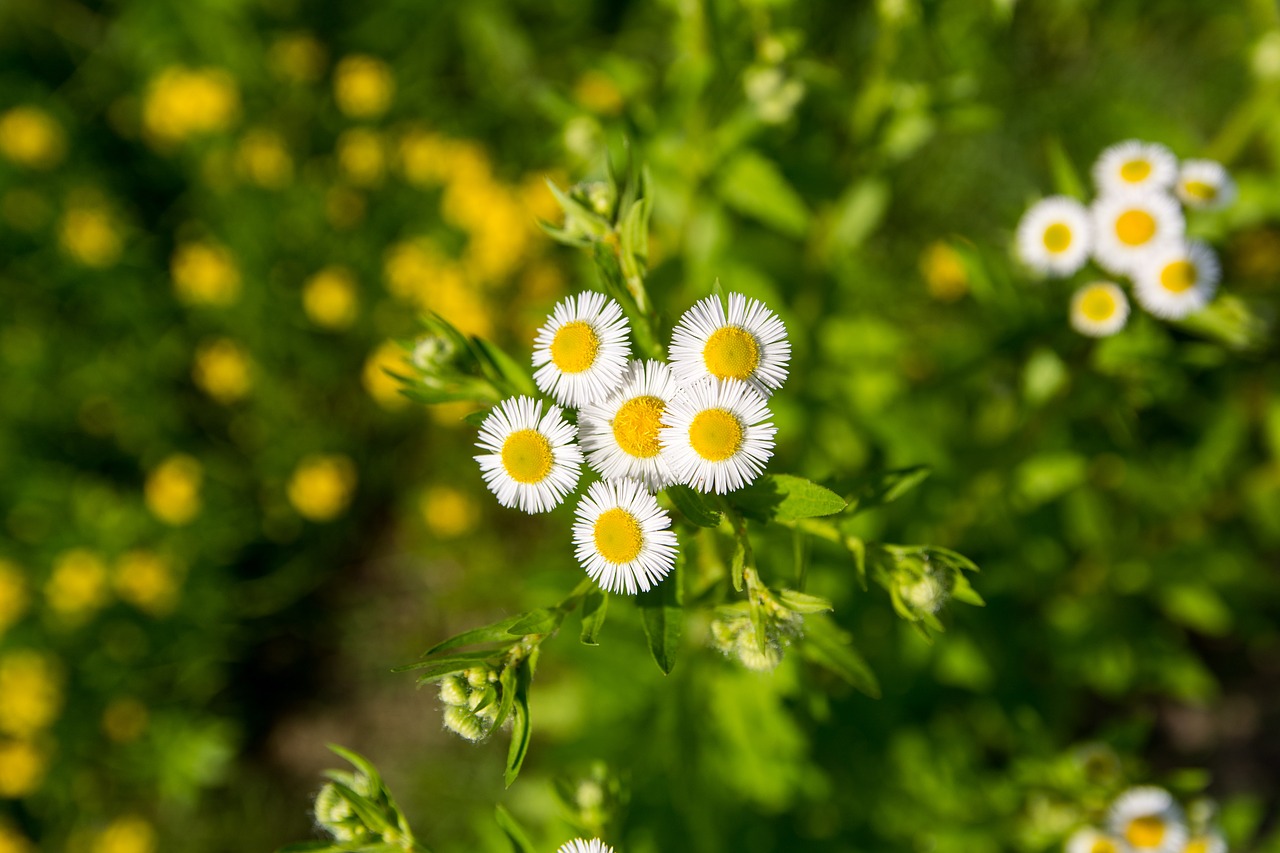 daisy flower white flower free photo