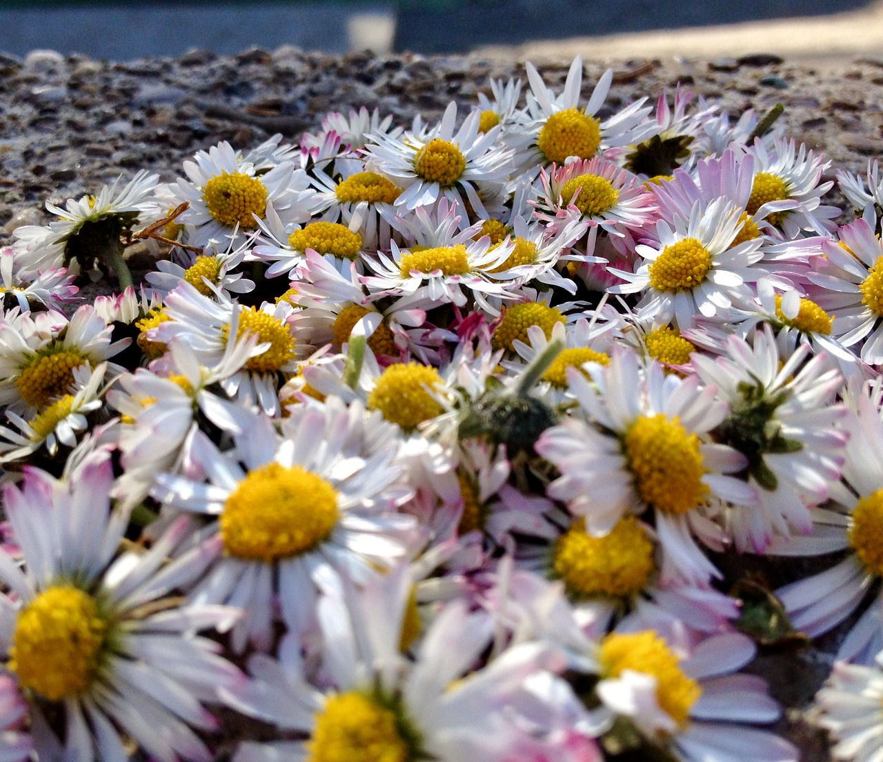 daisy flowers nature free photo