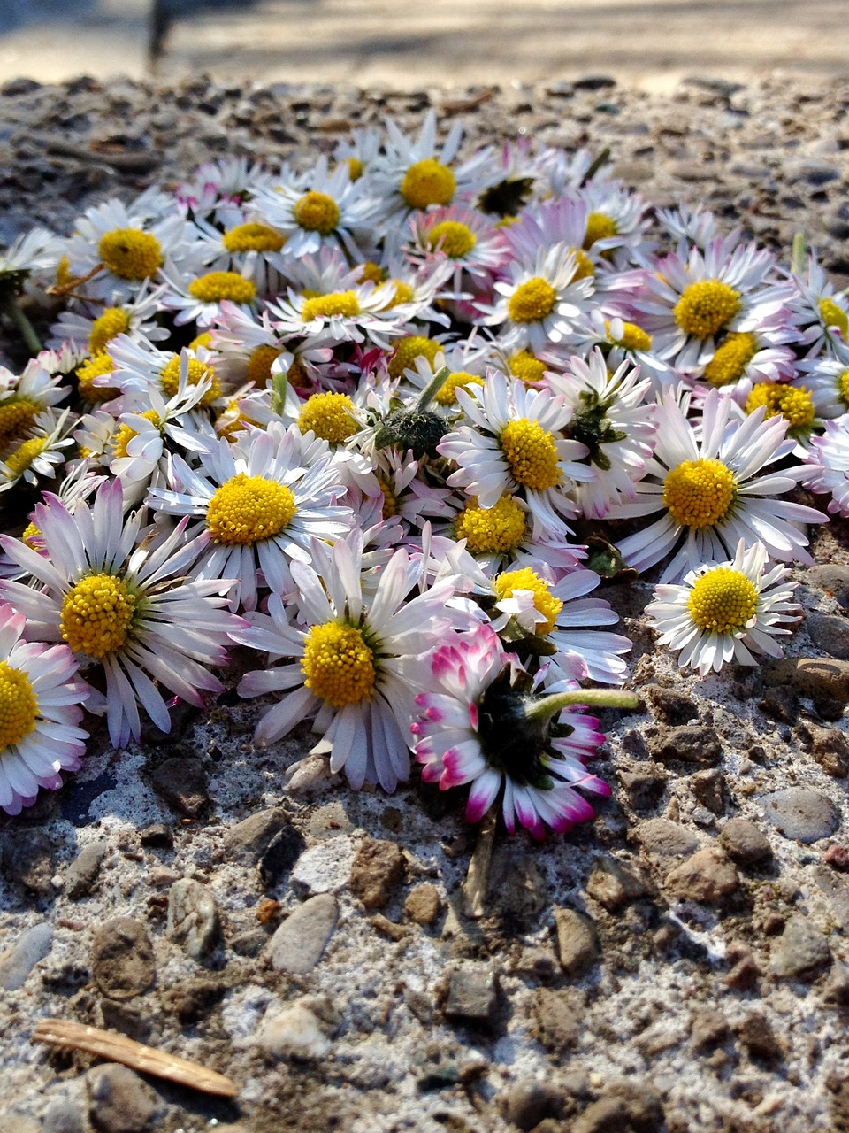 daisy flowers nature free photo