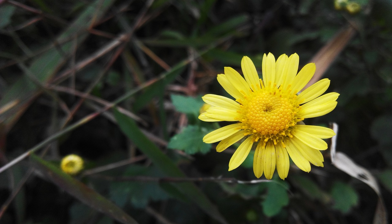 daisy little flower plant free photo