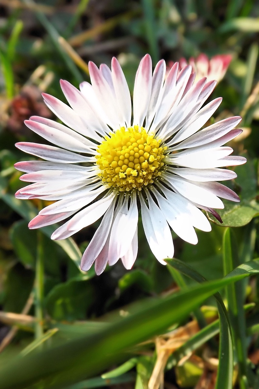 daisy meadow wildflowers free photo