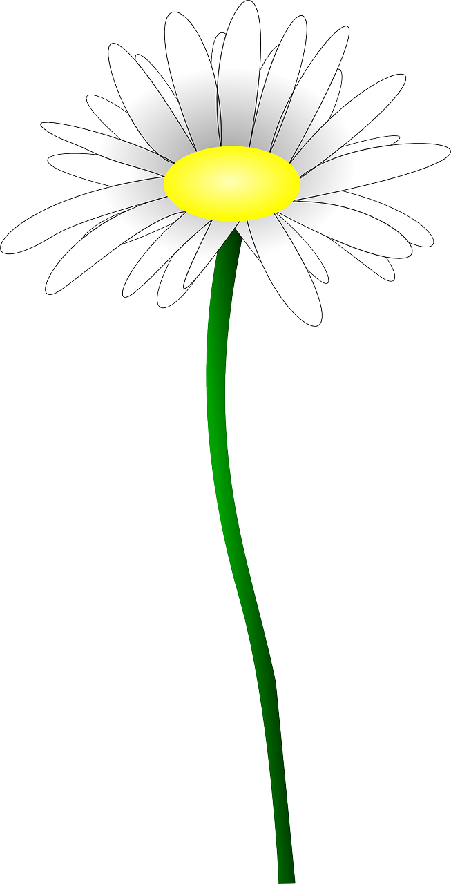 daisy flower marguerite free photo