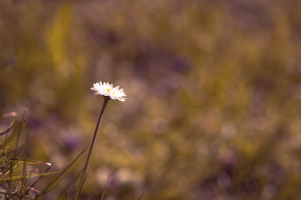 daisy flower pointed flower free photo