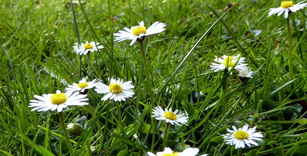 daisy meadow flower meadow free photo