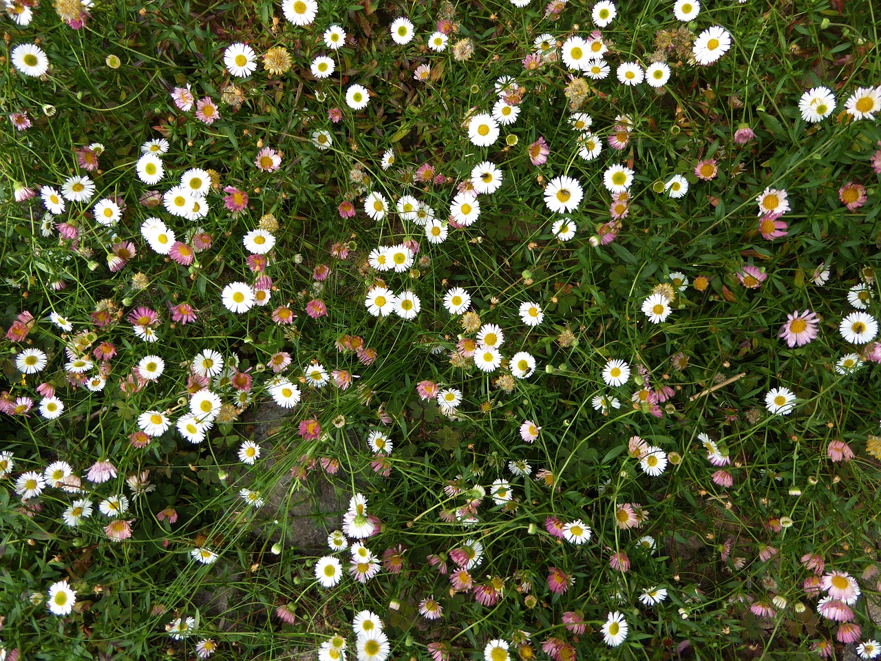 daisy colorful flower meadow grass free photo