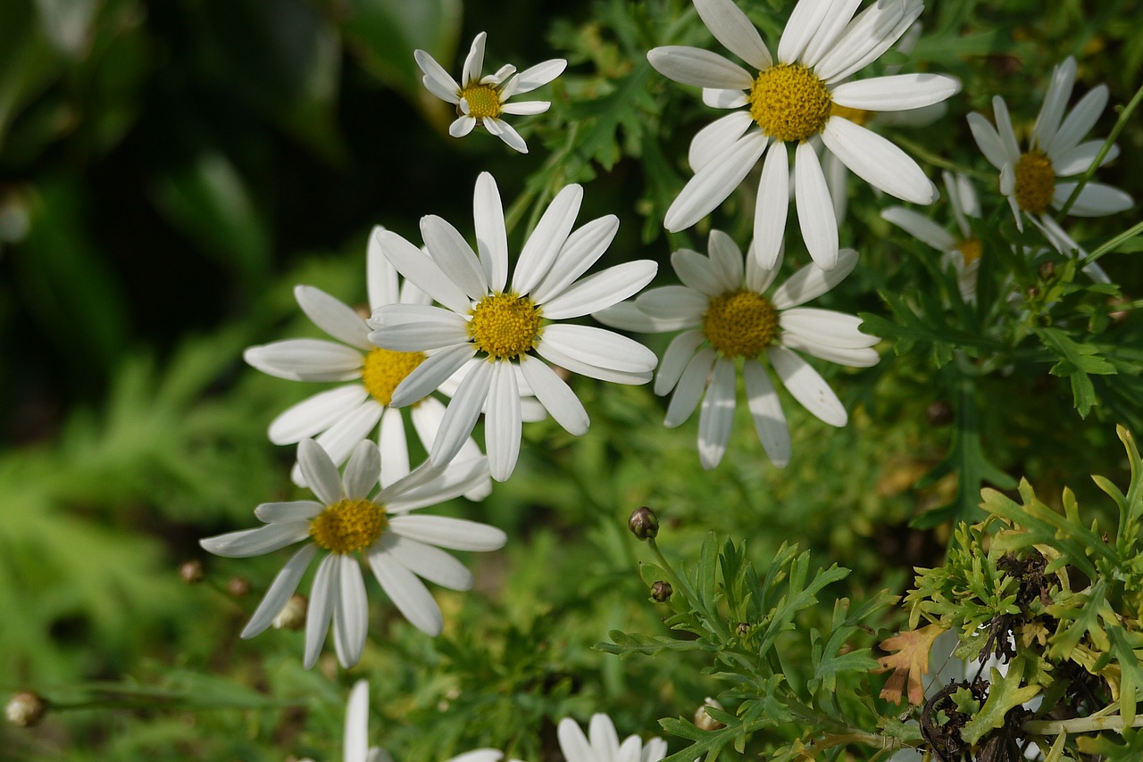 daisy flowers nature free photo