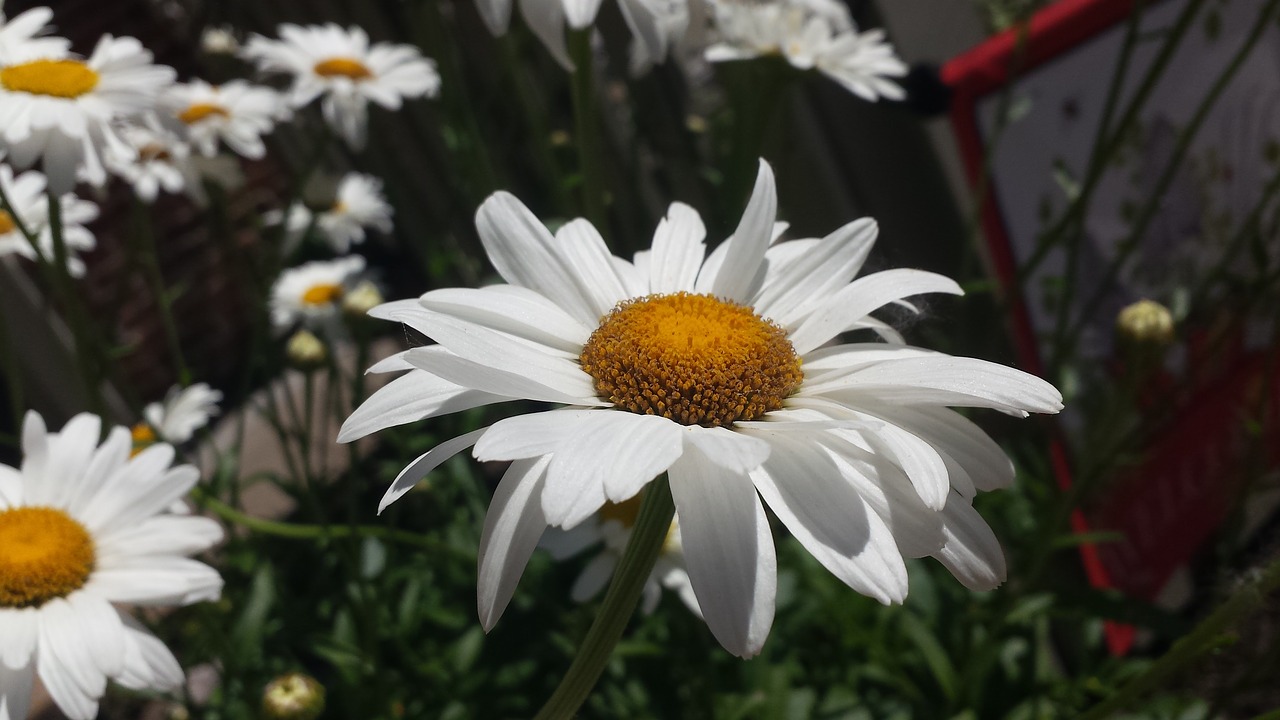 daisy flower white free photo